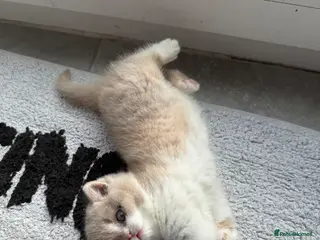 British Shorthair cats Active register beautiful tortie female - Advert 17