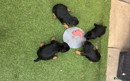 Patterdale Terrier dogs for sale: ❤️❤️Rosie & bobs litter ❤️❤️ - Image 14