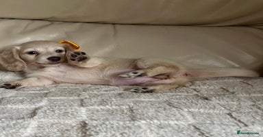 Miniature Dachshund dogs - Advert 5