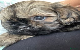 Shih Tzu dogs for sale: Shihtzu pups  - Image 8