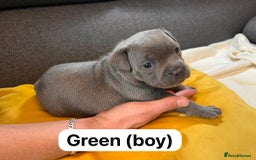 Staffordshire Bull Terrier dogs for sale:   Champion-KC.Reg.Blue Staffordshire Bull Terrier  - Image 22