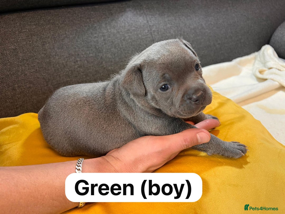 Staffordshire Bull Terrier dogs for sale:   Champion-KC.Reg.Blue Staffordshire Bull Terrier  - Image 22