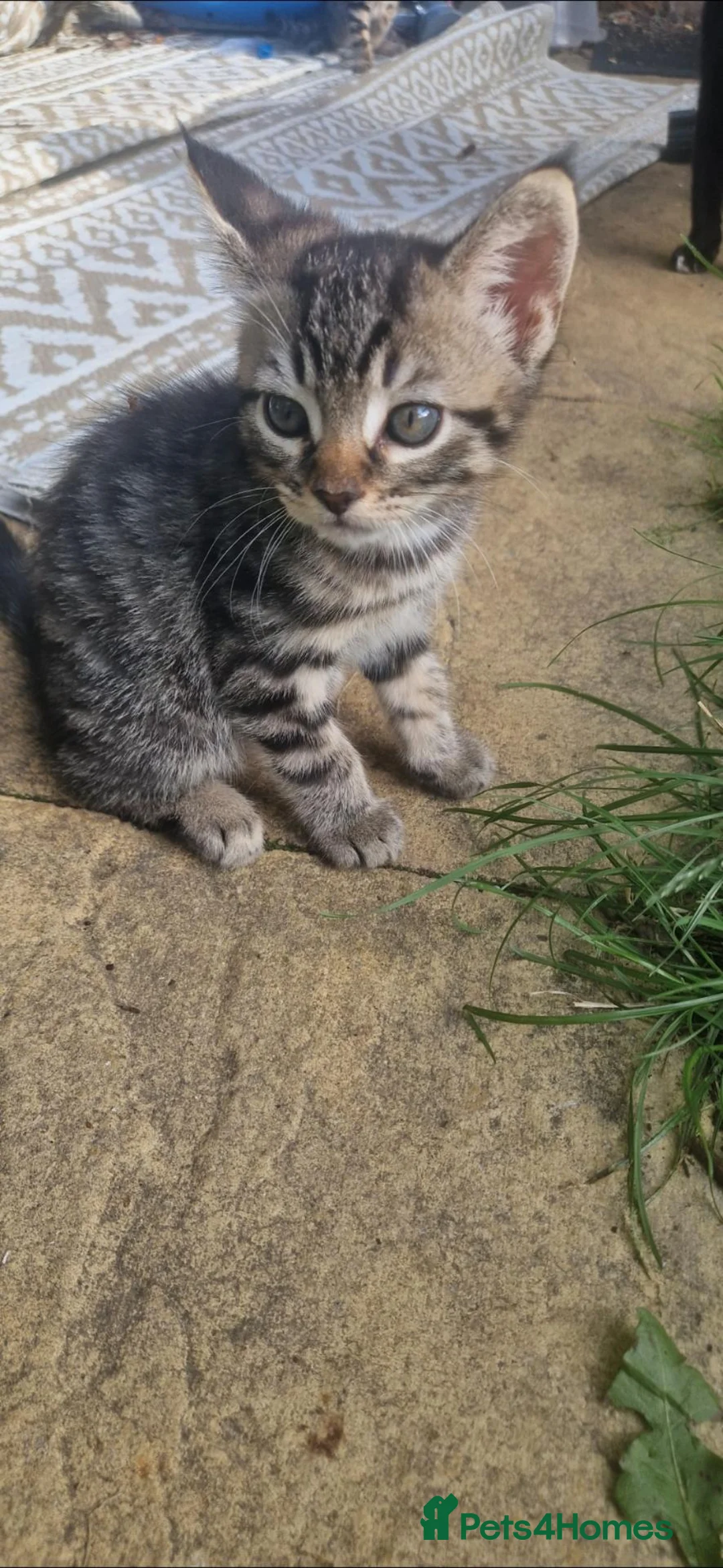 Mixed Breed cats for sale: 4 gorgeous male kittens  in Uckfield - Advert 2