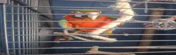 Macaws birds for sale: Joshi Harlequin Macaw - Advert 4
