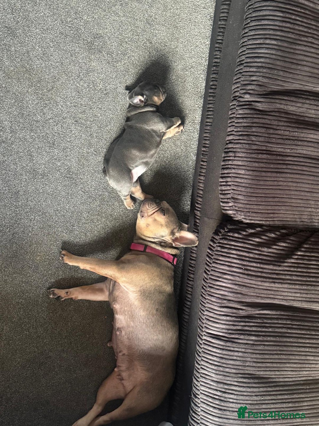 Mixed Breed dogs for sale: Baby blue  - Image 4