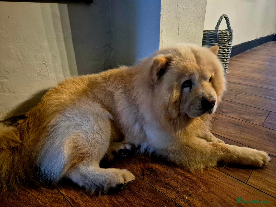 Chow Chow dogs for sale: Male chow chow - Image 9