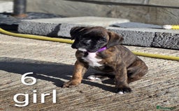 Boxer dogs for sale: Boxer pups - Image 7