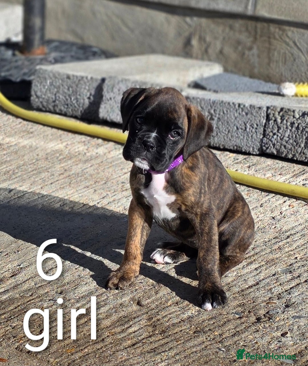 Boxer dogs for sale: Boxer pups - Image 7