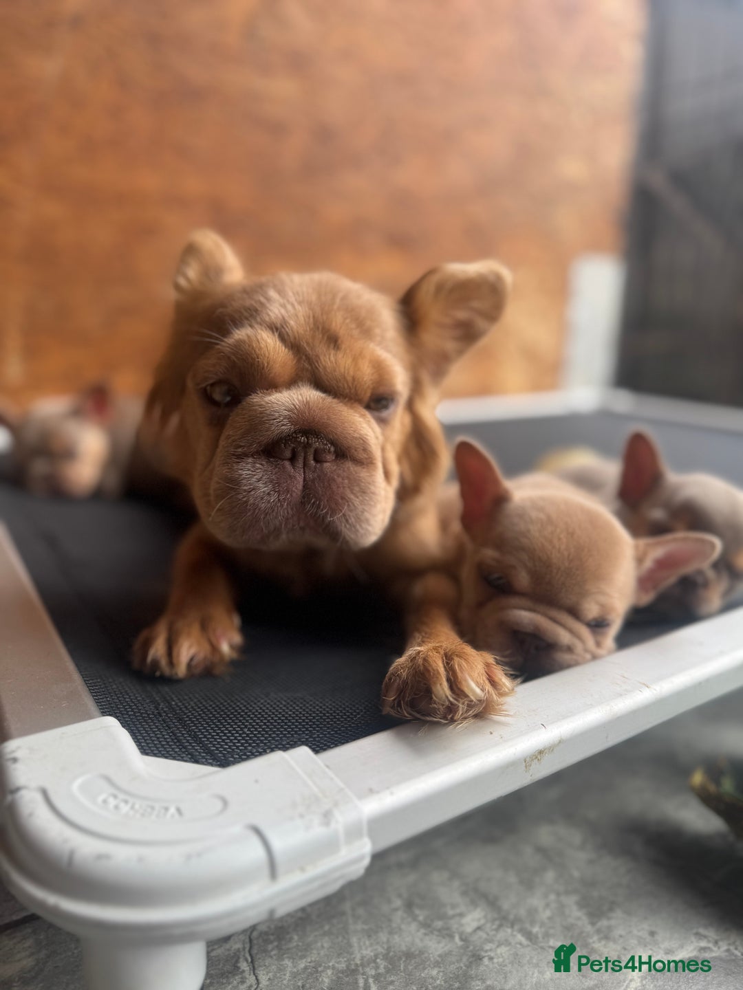 French Bulldog dogs for sale: Fluffy French Bulldogs/DNA Tested Parents  - Image 7