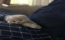 Scottish Fold cats for sale: Very Friendly Kittens, Pedigree Scottish Fold  - Image 7
