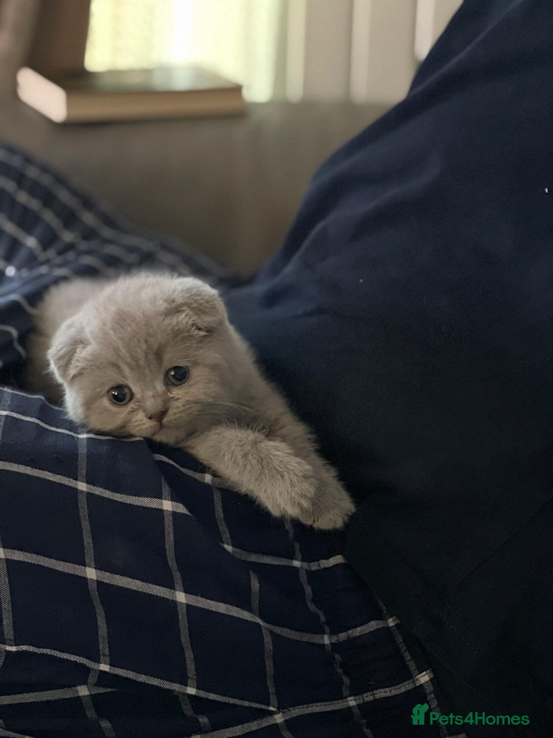 Scottish Fold cats for sale: Very Friendly Kittens, Pedigree Scottish Fold  - Image 7