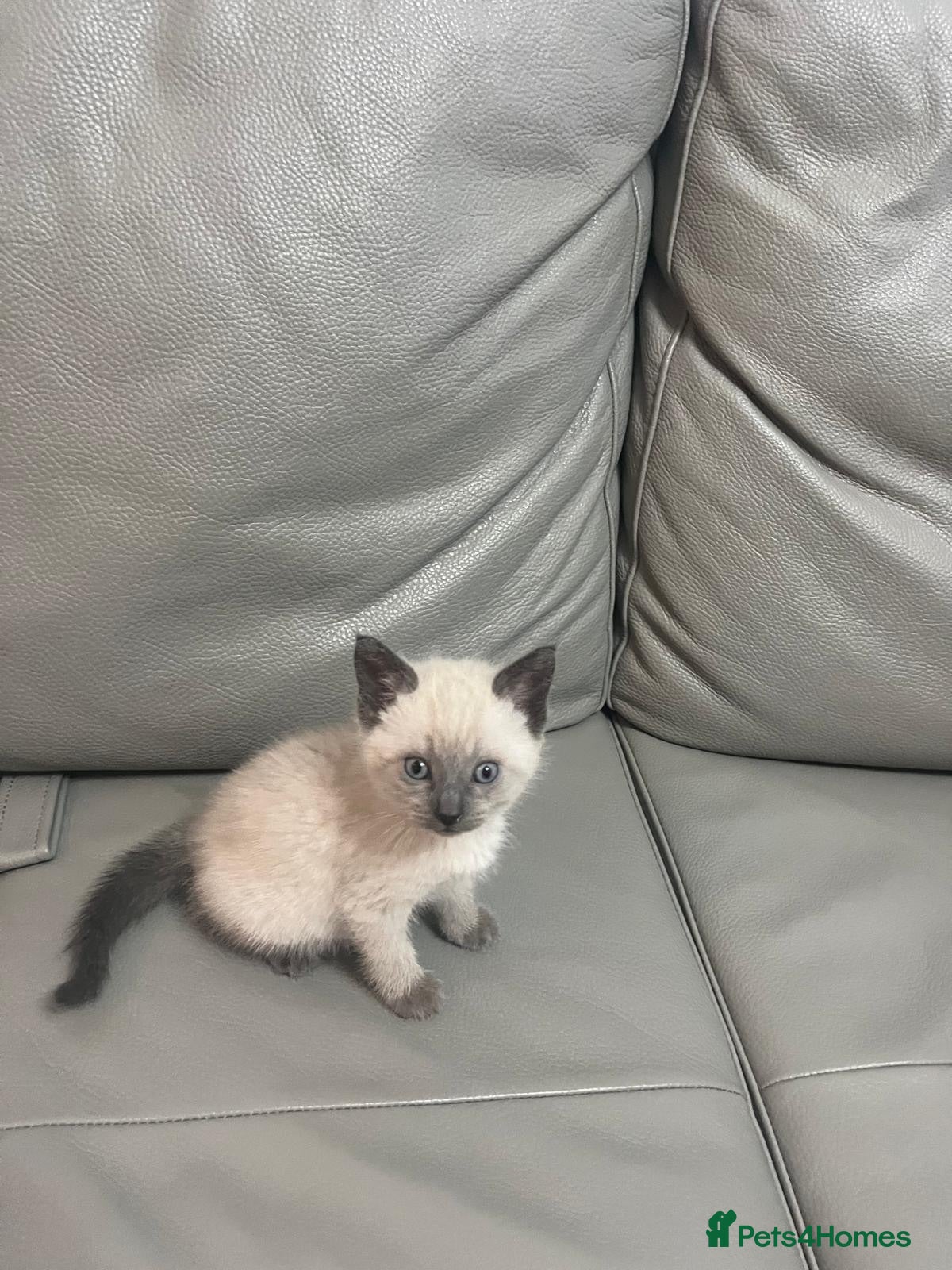 Mixed Breed cats 2 lovely boys ready to go 😍 - Advert 17