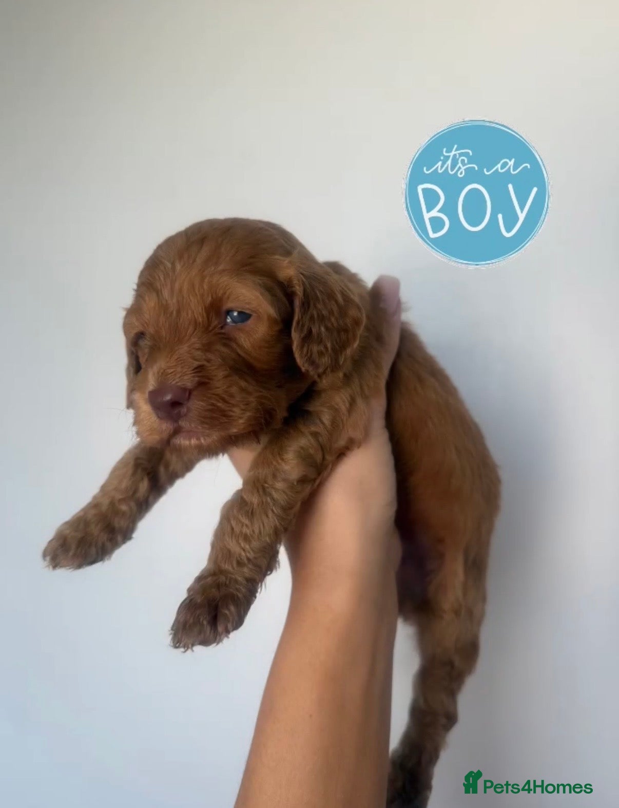 Cockapoo dogs F1 miniature cockapoo puppies🌟 - Advert 1