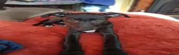 Lurcher dogs for sale: Bedlington grey x bull lurcher - Advert 3