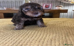 Cockapoo dogs for sale: Cockapoo puppies  - Image 32
