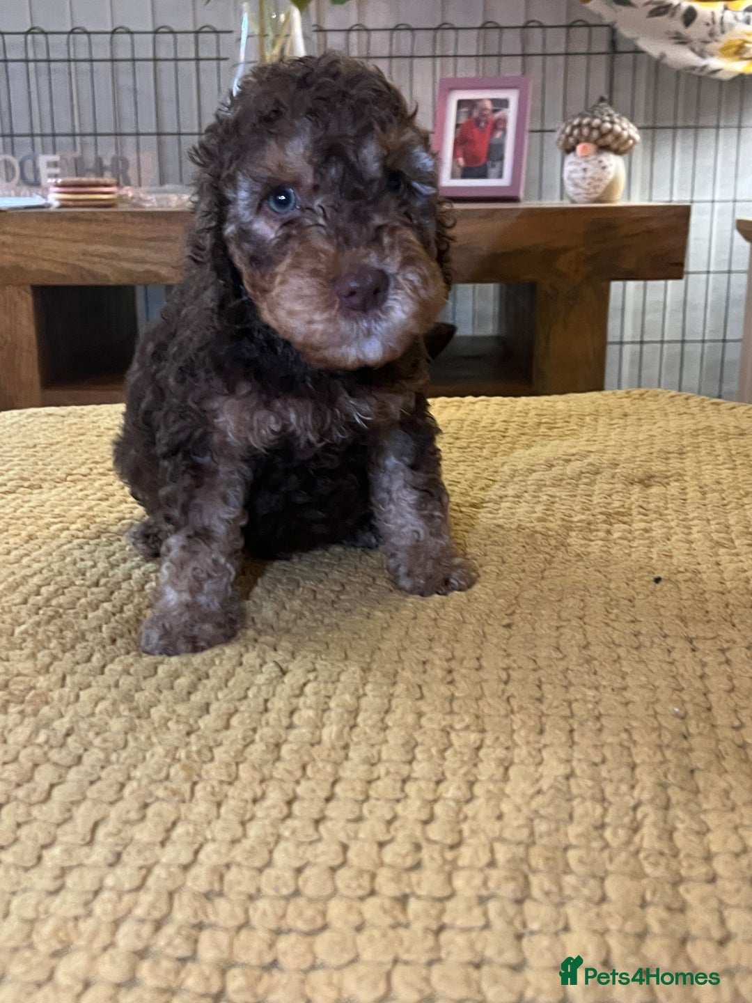 Cockapoo dogs for sale: Cockapoo puppies  - Image 32