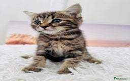 Mixed Breed cats for sale: kittens ready to go - Image 5