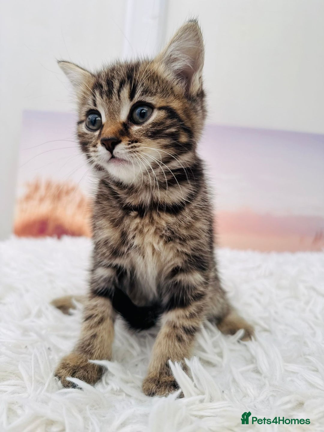 Mixed Breed cats for sale: kittens ready to go - Image 5