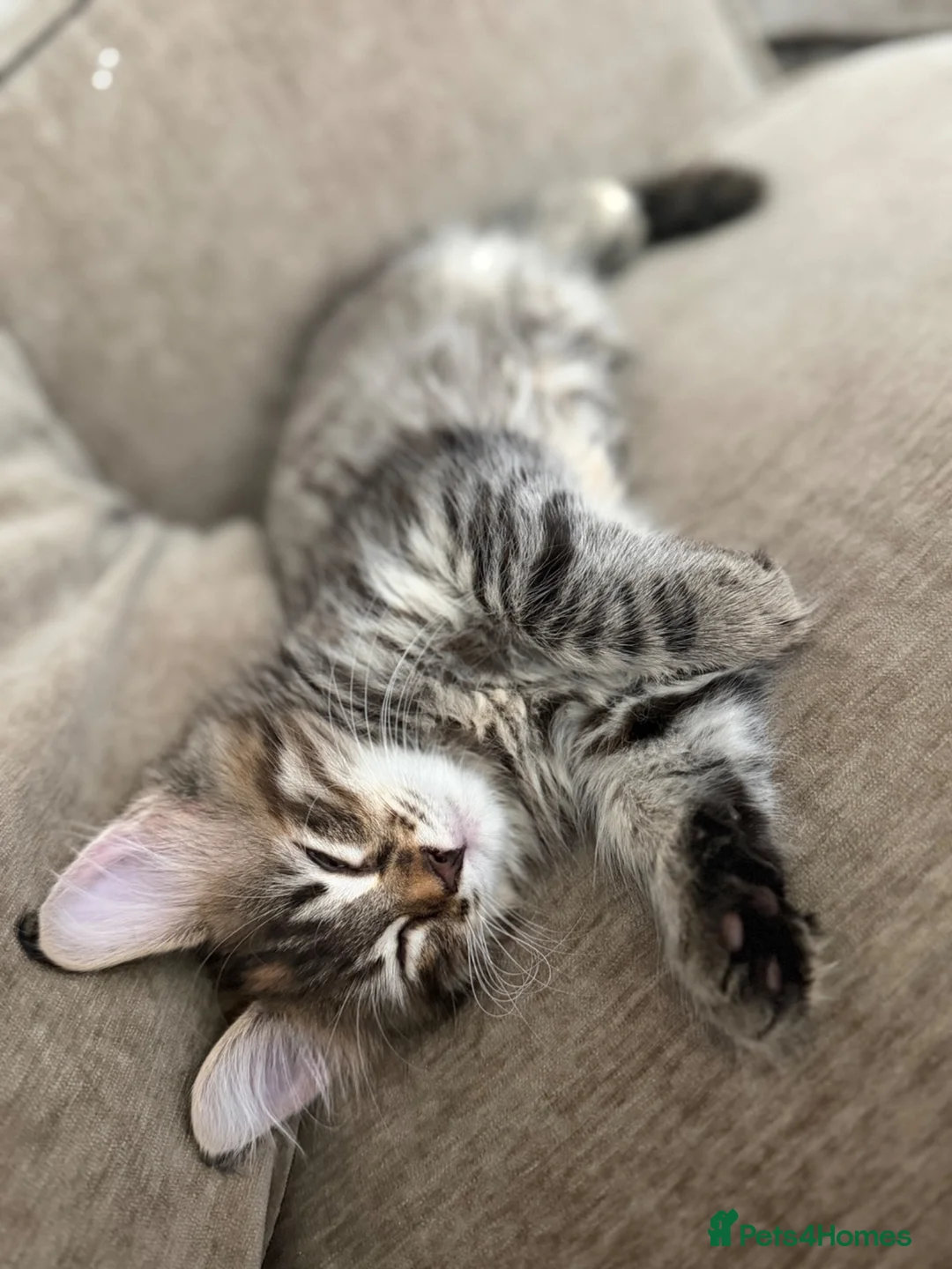 Mixed Breed cats for sale: Female kitten- ready for forever home now 🤍 - Advert 3