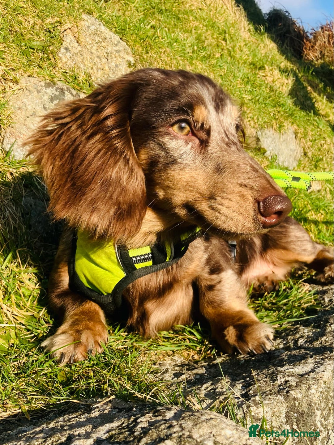 Miniature Dachshund dogs for stud: KC Reg Long Haired Choc Dapple Miniature Dachshund in Gunnislake - Advert 10