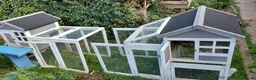 Guinea Pig rodents for sale: 2 adults female guinea pigs and hutch - Advert 6