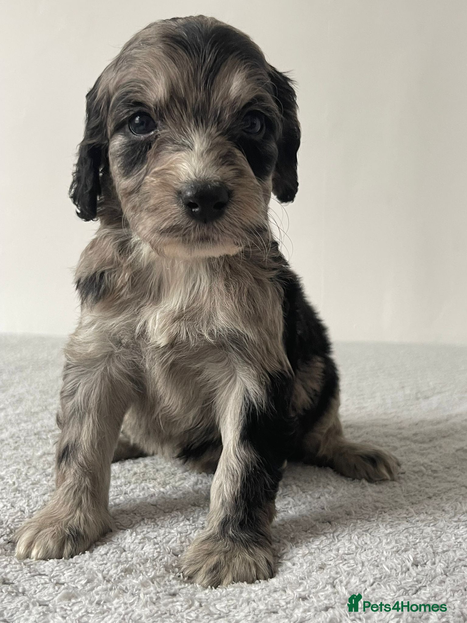 Cockapoo dogs Cockapoo Puppies  - Advert 1