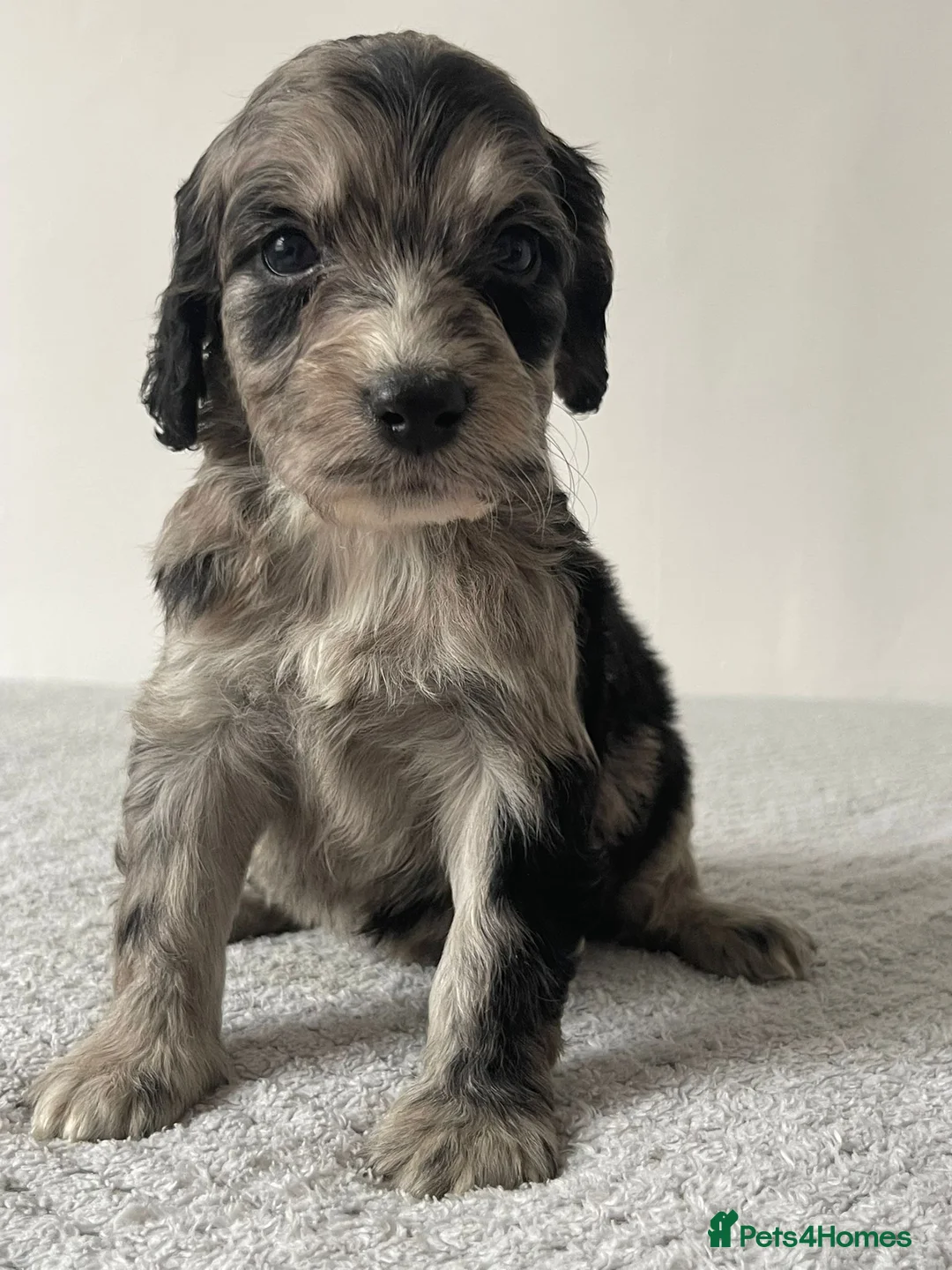 Cockapoo dogs for sale: Cockapoo Puppies  - Advert 1