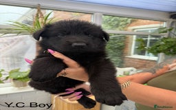 German Shepherd dogs for sale: Long haired German Shepherd puppies - Image 4