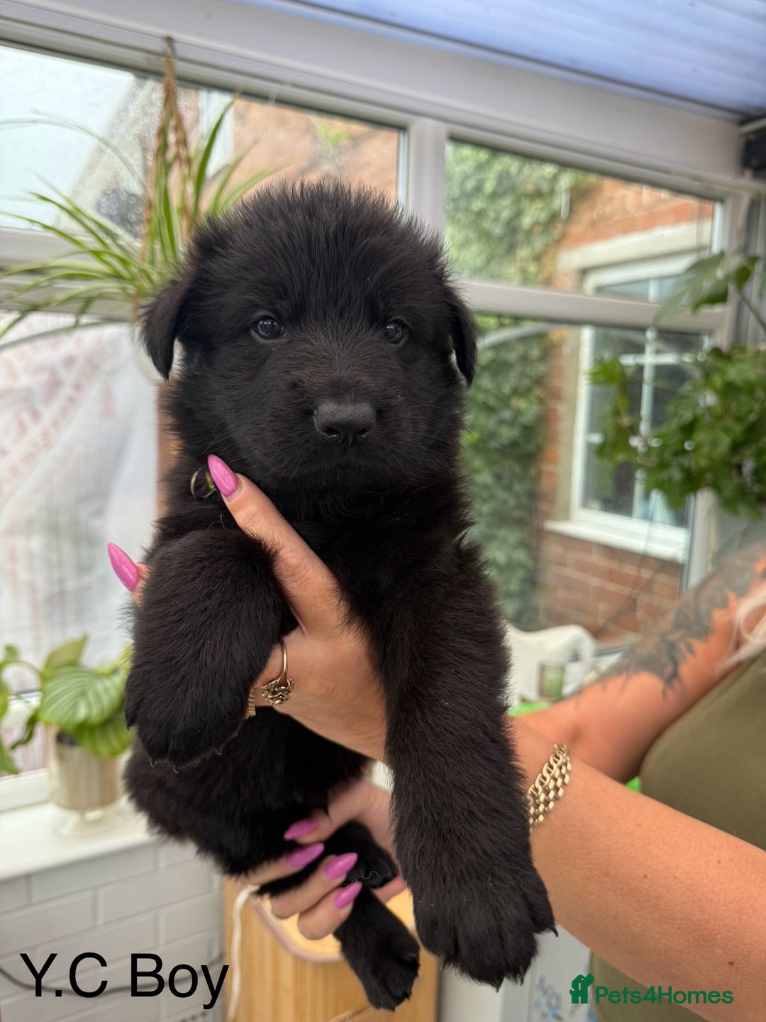 German Shepherd dogs for sale: Long haired German Shepherd puppies - Image 4