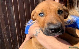 Mixed Breed dogs for sale: Cane corso X Alaskan malamute surprise litter  - Image 14