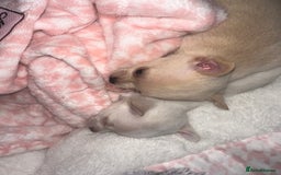 Chihuahua dogs for sale: Beautiful tiny girls chihuahuas  - Image 3