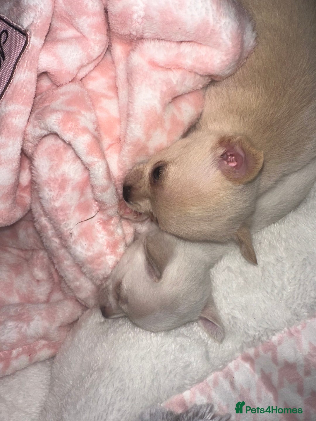 Chihuahua dogs for sale: Beautiful tiny girls chihuahuas  - Image 3