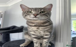 Bengal cats for sale: 5 Beautiful Bengal kittens  - Image 11