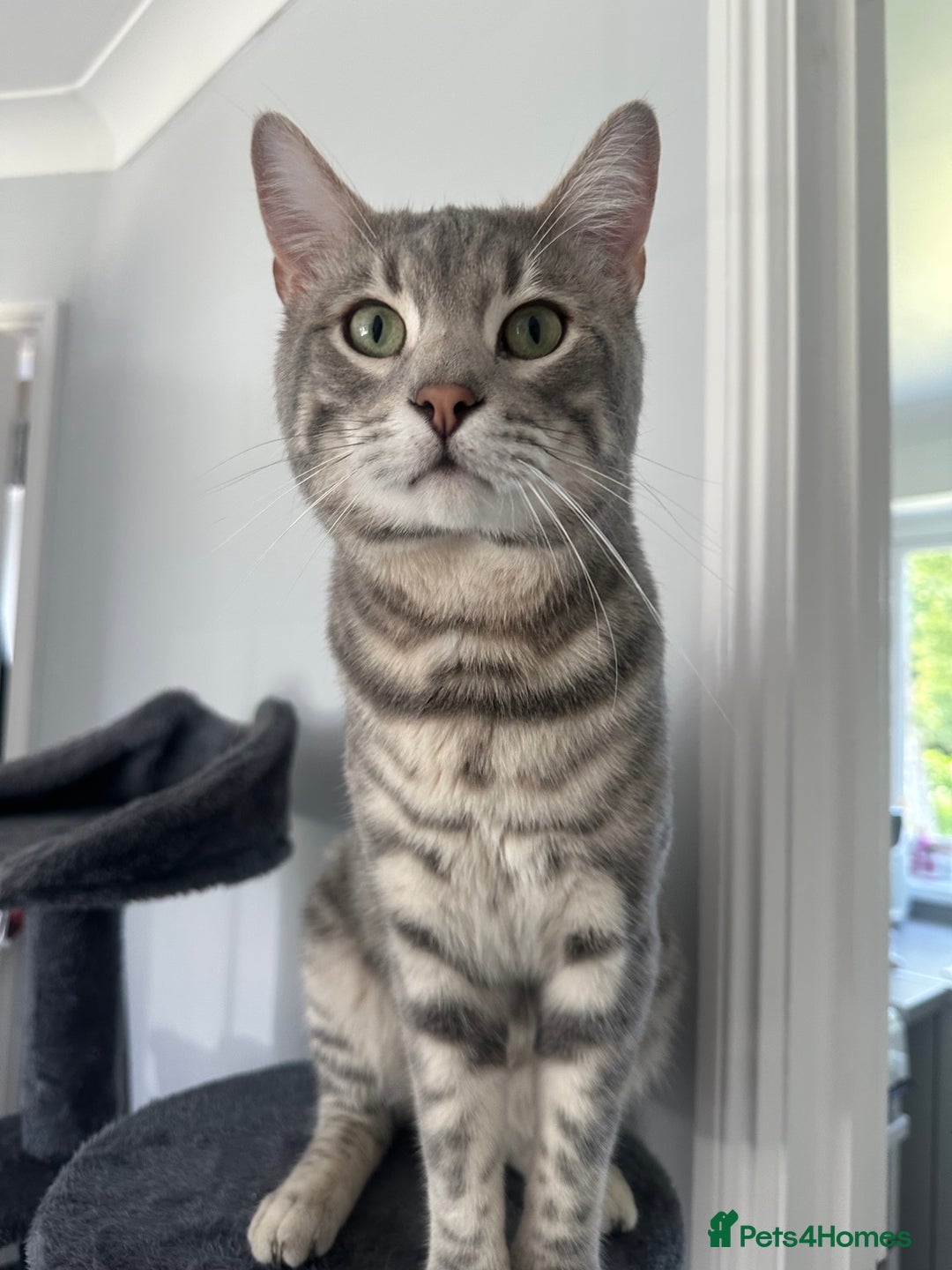 Bengal cats for sale: 5 Beautiful Bengal kittens  - Image 11