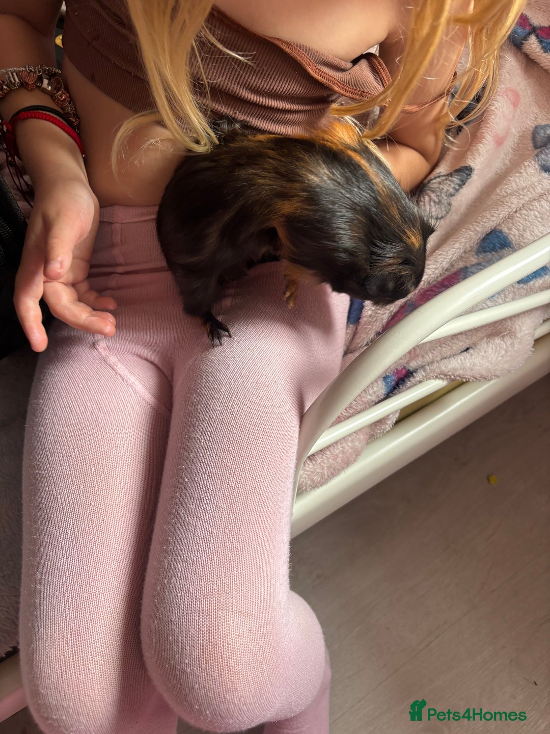 Guinea Pig rodents for sale: 2 baby pigs  - Image 1