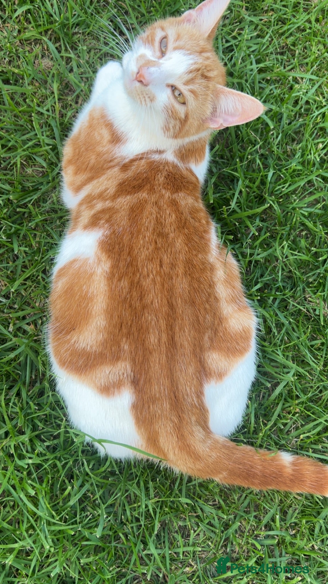 Mixed Breed cats 5 gorgeous kittens for sale  - Advert 9