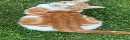 Mixed Breed cats for sale: 5 gorgeous kittens for sale  - Advert 1