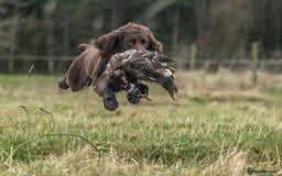 Cocker Spaniel dogs for stud: Working cocker spaniel for stud in Bedale - Image 3