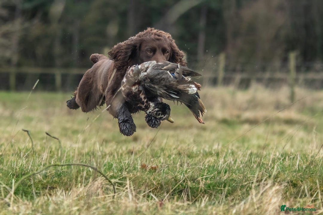 Cocker Spaniel dogs for stud: Working cocker spaniel for stud in Bedale - Image 3