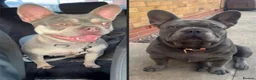 French Bulldog dogs for adoption: Chamo & channel - Advert 1