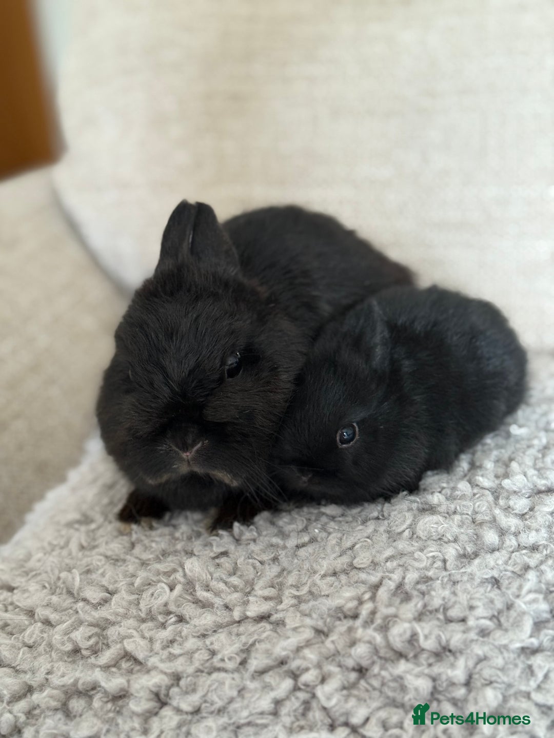 Netherland Dwarf rabbits for sale: Netherland Dwarf female black rabbit - Advert 7