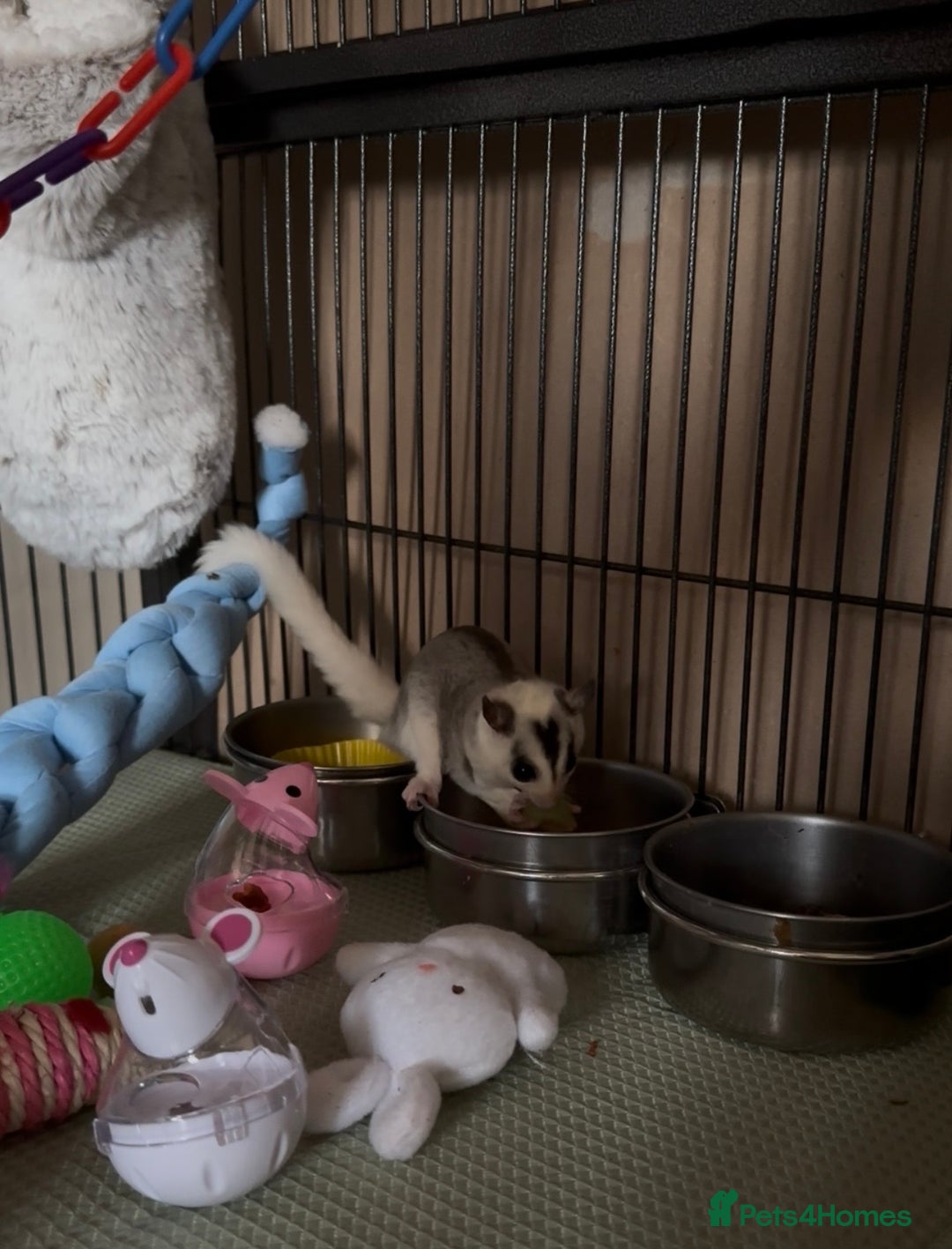 Sugar Glider rodents for sale: Two Female Sugar Gliders with Full Setup - Image 5
