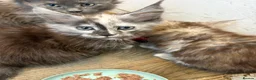Maine Coon cats for sale: Maine coon kittens  - Advert 9