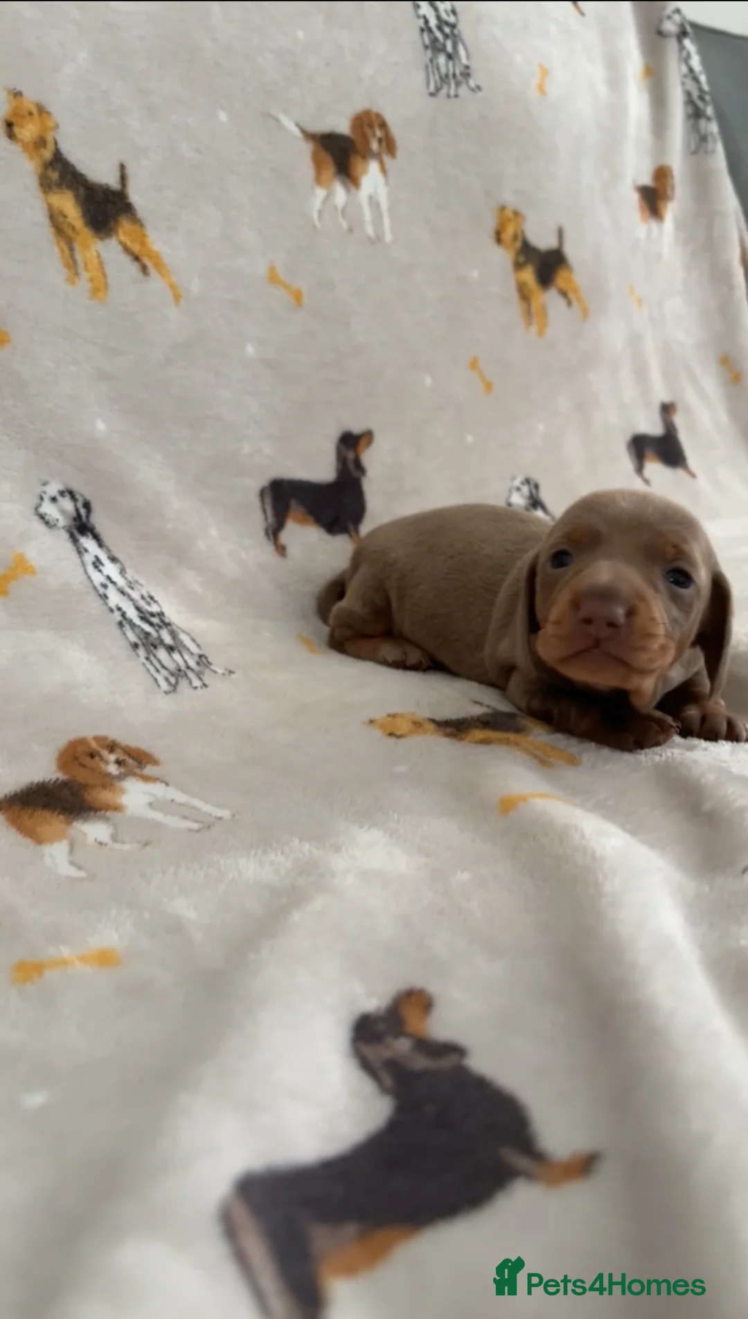 Miniature Dachshund dogs for sale: Miniature dachshund For sale  - Advert 5