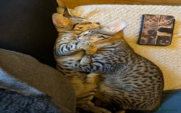 Savannah cats for sale: Savannah F4 girl kittens - Image 6