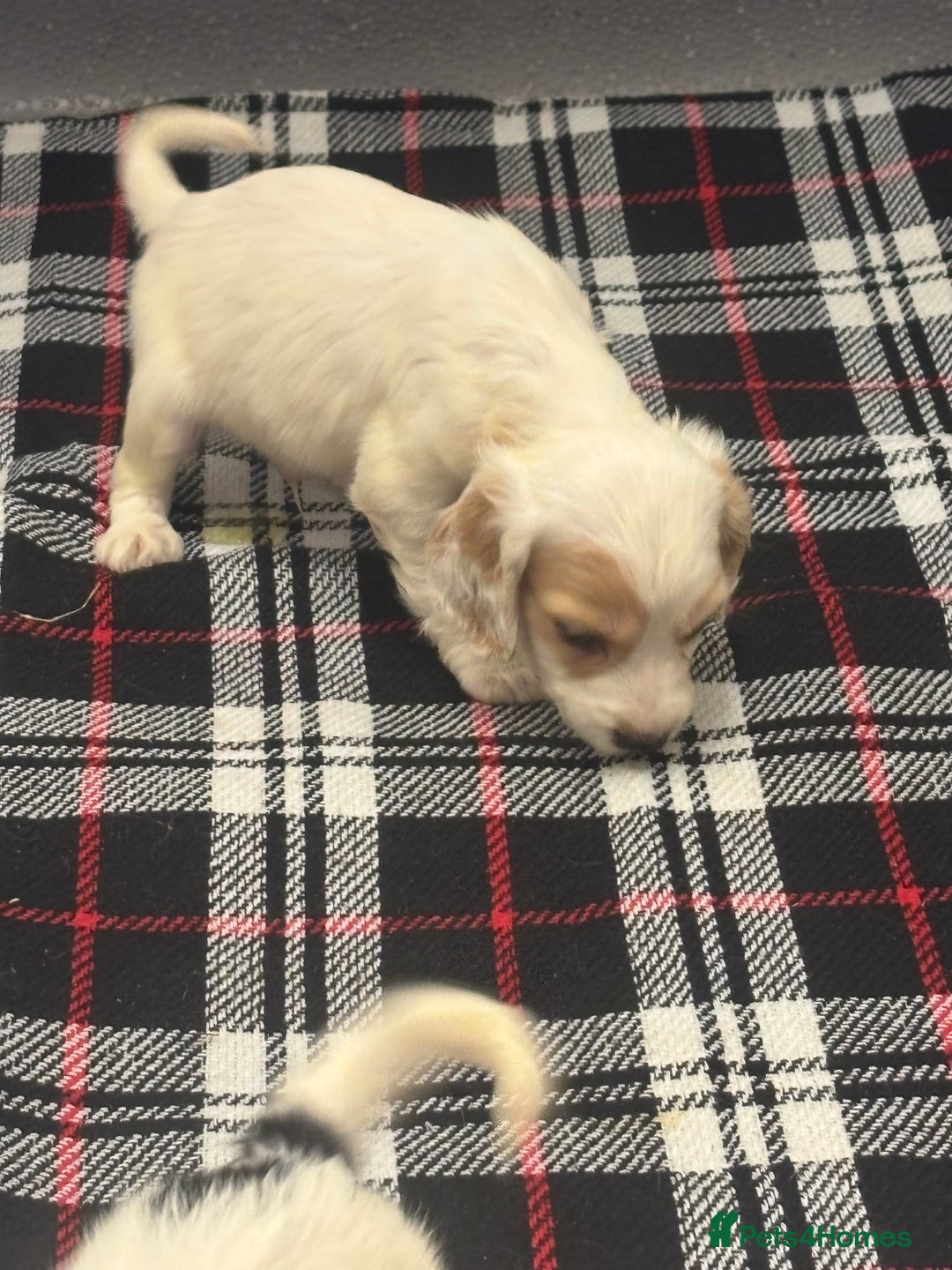 Cocker Spaniel dogs for sale: Adorable Show type cocker spaniel puppy’s  - Image 13