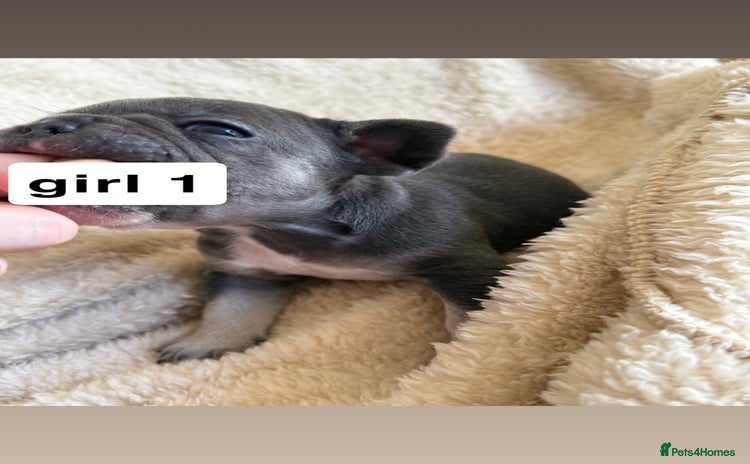 French Bulldog dogs - Advert 1