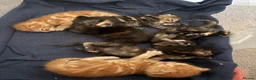 Mixed Breed cats for sale: Kittens available end of October  - Advert 9