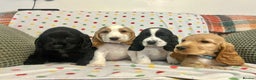 Cocker Spaniel dogs for sale: Show cocker spaniels  - Advert 1