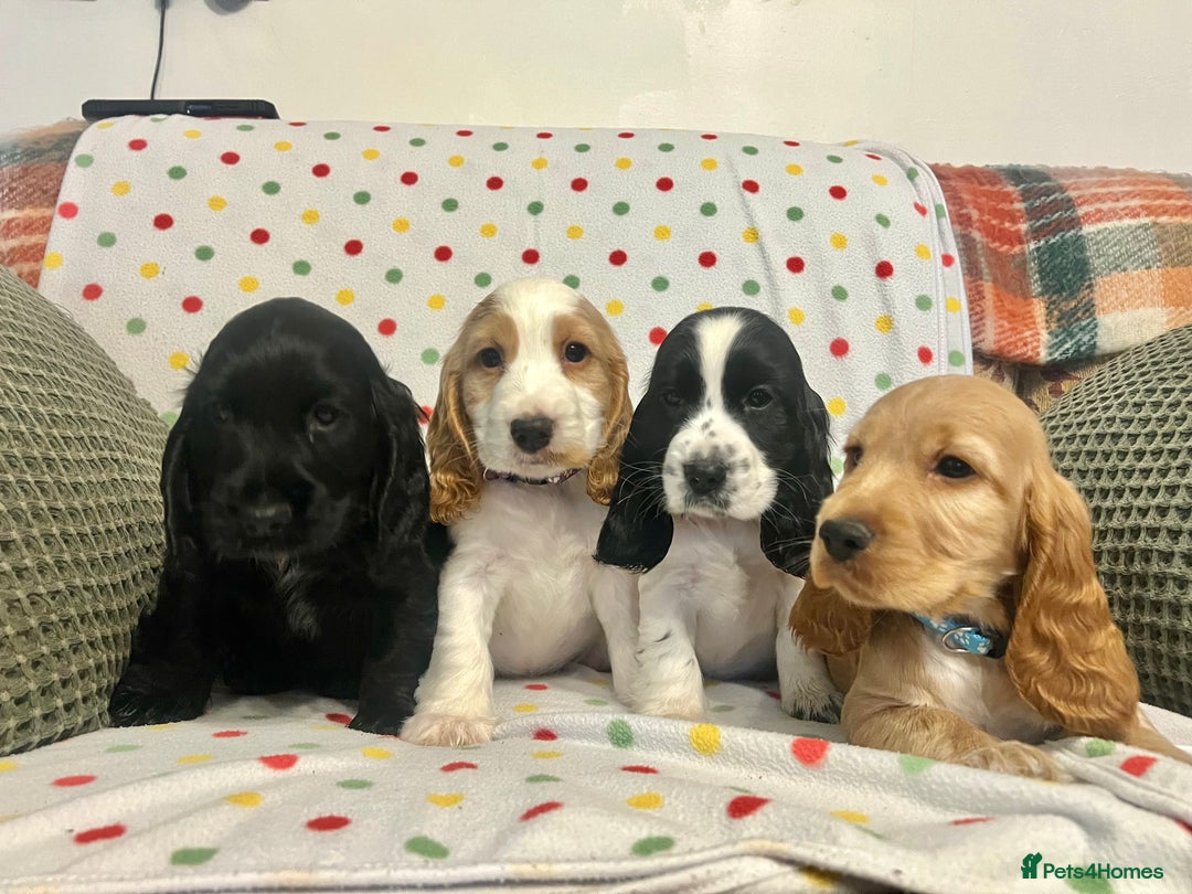 Cocker Spaniel dogs for sale: Show cocker spaniels  - Advert 1